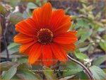 Heliopsis helianthoides 'Fire Twister' | Zonneoog | Gew&ouml;hnliches Sonnenauge | Rough Heliopsis