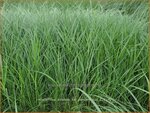 Miscanthus sinensis var. condensatus | Chinees prachtriet, Chinees riet, Japans sierriet, Sierriet | Chinaschilf | Eulalia gras