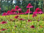 Echinacea purpurea 'Delicious Candy' | Rode zonnehoed, Zonnehoed | Roter Sonnenhut | Purple Coneflower