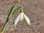 Galanthus nivalis 'Viridapice' | Gewoon sneeuwklokje, Sneeuwklokje | Kleines Schneegl&ouml;ckchen | Common Snowdrop