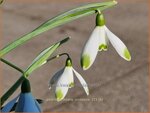 Galanthus nivalis 'Viridapice' | Gewoon sneeuwklokje, Sneeuwklokje | Kleines Schneegl&ouml;ckchen | Common Snowdrop