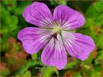 Geranium 'Kelly-Anne' | Ooievaarsbek, Tuingeranium, Geranium | Storchschnabel | Cranesbill
