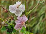 Geranium phaeum 'Misty Samobor' | Donkere ooievaarsbek, Ooievaarsbek, Tuingeranium, Geranium | Brauner Storchschnabel