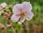 Geranium phaeum 'Misty Samobor' | Donkere ooievaarsbek, Ooievaarsbek, Tuingeranium, Geranium | Brauner Storchschnabel