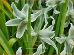 Ornithogalum nutans | Knikkende vogelmelk, Vogelmelk | Nickender Milchstern | Silver Bells