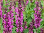 Salvia nemorosa 'Bumbleberry' | Bossalie, Salie, Salvia | Steppensalbei | Woodland Sage