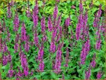 Salvia nemorosa 'Bumbleberry' | Bossalie, Salie, Salvia | Steppensalbei | Woodland Sage
