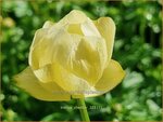 Trollius 'Cheddar' | Globebloem, Kogelbloem | Trollblume | Globeflower