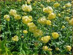 Trollius 'Cheddar' | Globebloem, Kogelbloem | Trollblume | Globeflower