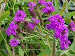 Verbena rigida | IJzerhard | Steifes Eisenkraut | Rough Verbena