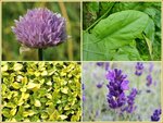 Quadratmeter Paket - Kr&auml;uter - Square metre package - Herbs