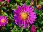 Aster novi-belgii 'Lisette' | Nieuw-Nederlandse aster, Herfstaster, Aster | Glattblatt-Aster | New York Aster