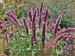 Agastache 'Beelicious Pink' | Dropplant, Anijsnetel | Duftnessel | Giant Hyssop