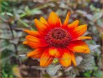 Heliopsis helianthoides 'Luna Roja' | Zonneoog | Gewöhnliches Sonnenauge | Rough Heliopsis