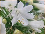 Agapanthus 'Ever White' | Afrikaanse lelie, Kaapse lelie, Liefdesbloem, Blauwe tuberoos | Schmucklilie | African Lily
