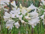 Agapanthus 'Ever White' | Afrikaanse lelie, Kaapse lelie, Liefdesbloem, Blauwe tuberoos | Schmucklilie | African Lily