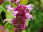 Agastache 'Beelicious Pink' | Dropplant, Anijsnetel, Dropnetel | Duftnessel | Giant Hyssop