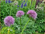Allium nutans 'Esmee' | Siberisch bieslook, Look | Sibirischer Knoblauch | Siberian Chives