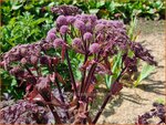 Angelica sylvestris 'Ebony' | Gewone engelwortel, Engelwortel | Wald-Engelwurz | Wild Angelica