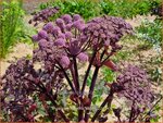 Angelica sylvestris 'Ebony' | Gewone engelwortel, Engelwortel | Wald-Engelwurz | Wild Angelica