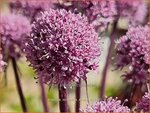 Angelica sylvestris 'Ebony' | Gewone engelwortel, Engelwortel | Wald-Engelwurz | Wild Angelica