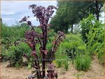 Angelica sylvestris 'Ebony' | Gewone engelwortel, Engelwortel | Wald-Engelwurz | Wild Angelica