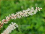 Aruncus 'Misty Lace' | Geitenbaard | Gei&szlig;bart | Goat's Beard