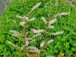 Aruncus 'Misty Lace' | Geitenbaard | Gei&szlig;bart | Goat's Beard