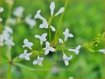 Asperula aristata subsp. scabra | Bedstro | Grannen-Meier | Southern Squinancywort