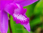 Bletilla striata | Aardorchidee, Japanse orchidee, Orchidee | Japanorchidee | Hardy Ground Orchid