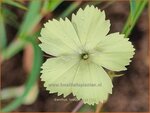 Dianthus knappii | Anjer | Balkan-Nelke | Yellow Pink
