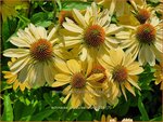 Echinacea purpurea 'Aloha' | Rode zonnehoed, Zonnehoed | Roter Sonnenhut | Purple Coneflower