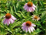 Echinacea purpurea 'Pink Skipper' | Rode zonnehoed, Zonnehoed | Roter Sonnenhut | Purple Coneflower