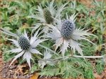 Eryngium giganteum 'Silver Ghost' | Ivoordistel, Reuzenkruisdistel, Kruisdistel | Elfenbein-Mannstreu | Giant Sea Hol