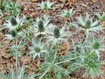 Eryngium giganteum 'Silver Ghost' | Ivoordistel, Reuzenkruisdistel, Kruisdistel | Elfenbein-Mannstreu | Giant Sea Hol