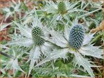 Eryngium giganteum 'Silver Ghost' | Ivoordistel, Reuzenkruisdistel, Kruisdistel | Elfenbein-Mannstreu | Giant Sea Hol