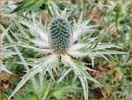 Eryngium giganteum 'Silver Ghost' | Ivoordistel, Reuzenkruisdistel, Kruisdistel | Elfenbein-Mannstreu | Giant Sea Hol
