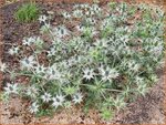 Eryngium giganteum 'Silver Ghost' | Ivoordistel, Reuzenkruisdistel, Kruisdistel | Elfenbein-Mannstreu | Giant Sea Hol