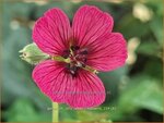Geranium 'Jolly Jewel Raspberry' | Ooievaarsbek, Tuingeranium, Geranium | Storchschnabel | Cranesbill