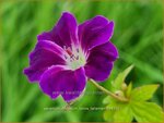 Geranium nodosum 'Tony's Talisman' | Knopige ooievaarsbek, Ooievaarsbek, Tuingeranium, Geranium | Bergwald