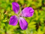 Geranium palustre 'Naturtalent' | Moerasooievaarsbek, Ooievaarsbek, Tuingeranium, Geranium | Sumpf-Storchschnabel
