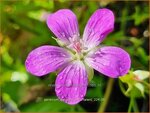 Geranium palustre 'Naturtalent' | Moerasooievaarsbek, Ooievaarsbek, Tuingeranium, Geranium | Sumpf-Storchschnabel