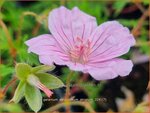 Geranium sanguineum striatum | Bloedooievaarsbek, Ooievaarsbek, Tuingeranium, Geranium | Gestreifter Blut-Storchschnabel | Stri