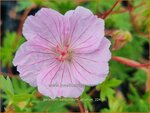 Geranium sanguineum striatum | Bloedooievaarsbek, Ooievaarsbek, Tuingeranium, Geranium | Gestreifter Blut-Storchschnabel | Stri