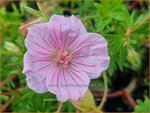 Geranium sanguineum striatum | Bloedooievaarsbek, Ooievaarsbek, Tuingeranium, Geranium | Gestreifter Blut-Storchschnabel | Stri