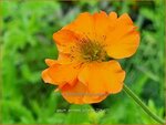 Geum 'Prinses Juliana' | Nagelkruid | Nelkenwurz | Avens