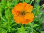 Geum 'Prinses Juliana' | Nagelkruid | Nelkenwurz | Avens