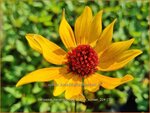 Heliopsis helianthoides 'Prairie Sunset' | Zonneoog | Gewöhnliches Sonnenauge | Rough Heliopsis