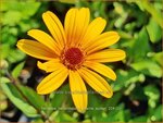 Heliopsis helianthoides 'Prairie Sunset' | Zonneoog | Gewöhnliches Sonnenauge | Rough Heliopsis