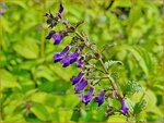 Isodon longitubus | Chinesische Buschnessel | Trumpet Spurflower